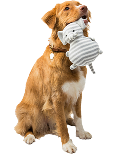 Play Essentials - Nysea Dogs