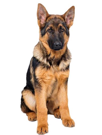 Rescue Pals - Nysea Dogs