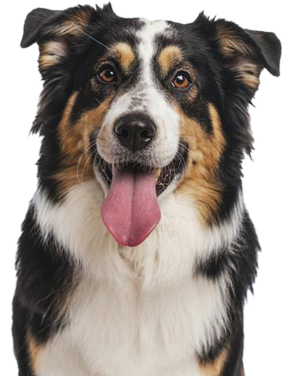 Splash And Style - Nysea Dogs