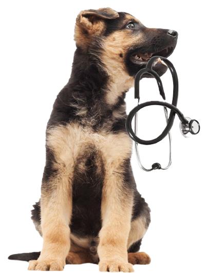 Healthy Paws Service - Nysea Dogs