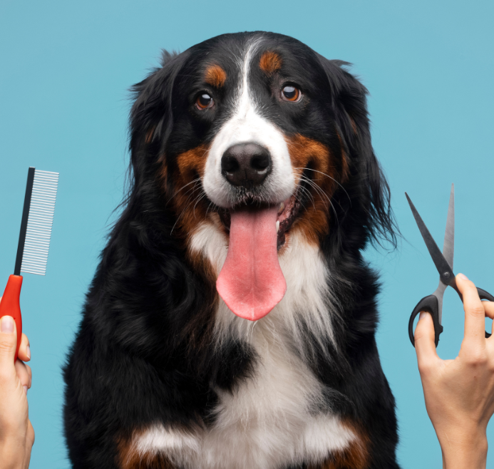 Happy Dog Being Groomed