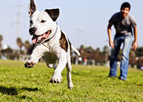 Happy dog with groomer