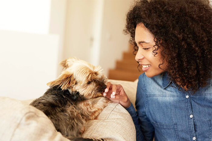 Professional Pet Grooming
